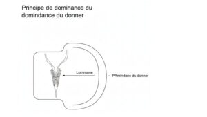 Schéma du Principe de Dominance du Donneur